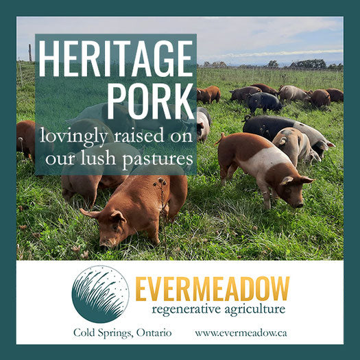 Pork Sausages - Chorizo